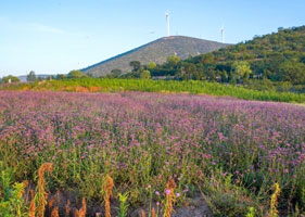 蓝狮注册景区票务系统和西山花海景区达成合作协议
